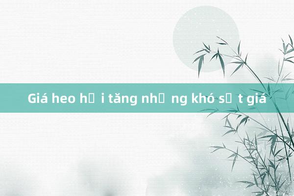 Giá heo hơi tăng nhưng khó sốt giá